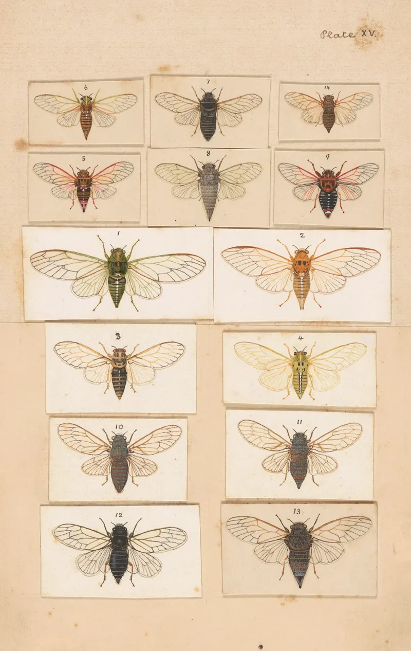 Original Hand Painted Plate For Fragments Of New Zealand Entomology Plate Xv Wall Art by George Hudson - High-Resolution Digital Print