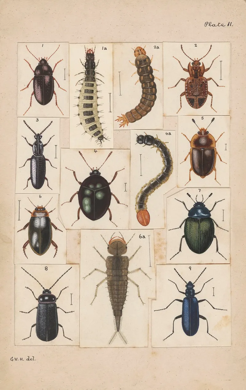 Original Hand Painted Plate For New Zealand Beetles Plate Ii Wall Art by George Hudson - High-Resolution Digital Print