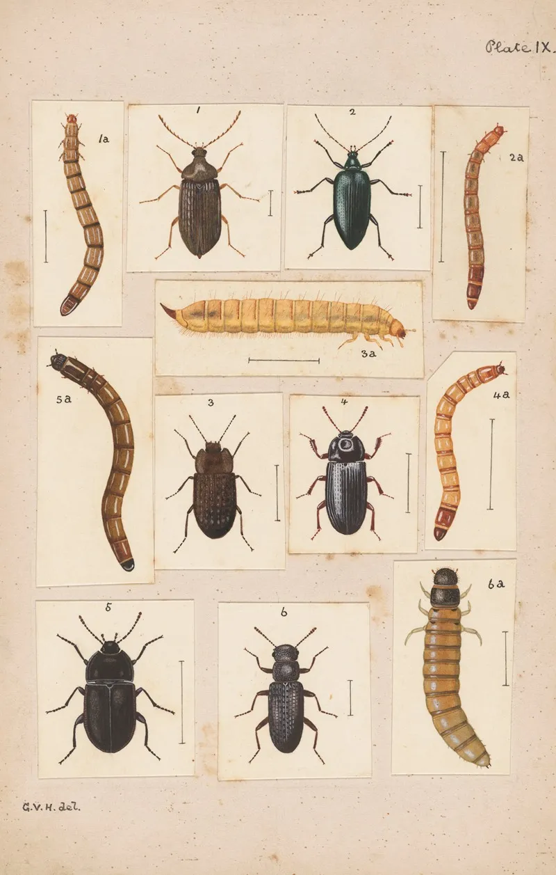 Original Hand Painted Plate For New Zealand Beetles Plate Ix Wall Art by George Hudson - High-Resolution Digital Print