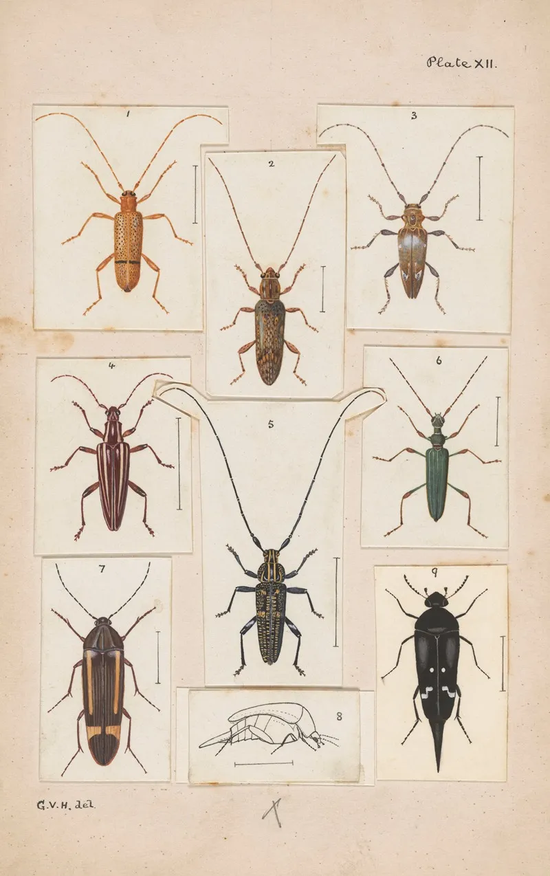 Original Hand Painted Plate For New Zealand Beetles Plate Xii Wall Art by George Hudson - High-Resolution Digital Print