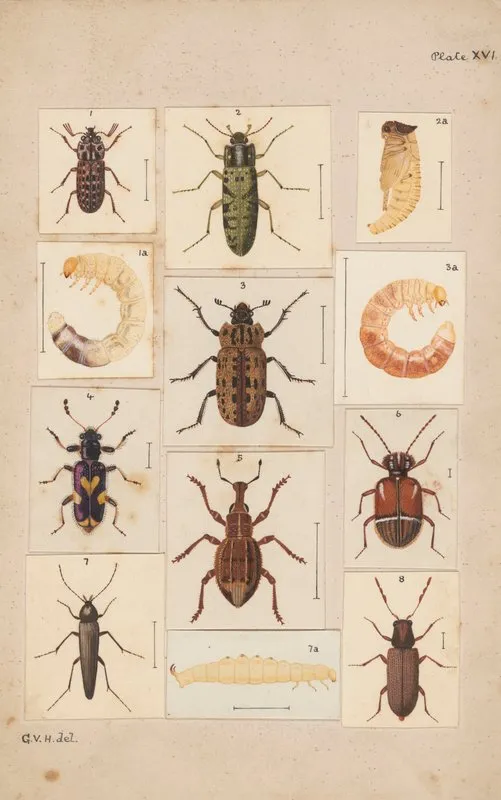 Original Hand Painted Plate For New Zealand Beetles Plate Xvi Wall Art by George Hudson - High-Resolution Digital Print