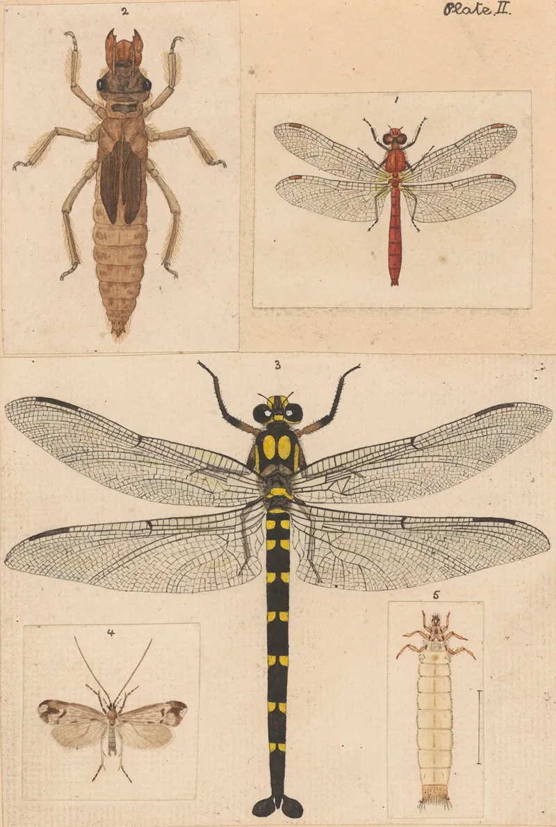 Original Hand Painted Plate For New Zealand Neuroptera Plate Ii Wall Art by George Hudson - High-Resolution Digital Print