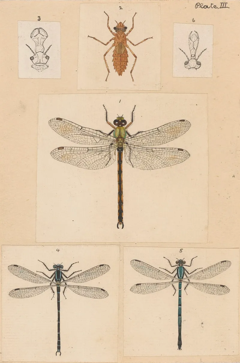 Original Hand Painted Plate For New Zealand Neuroptera Plate Iii Wall Art by George Hudson - High-Resolution Digital Print