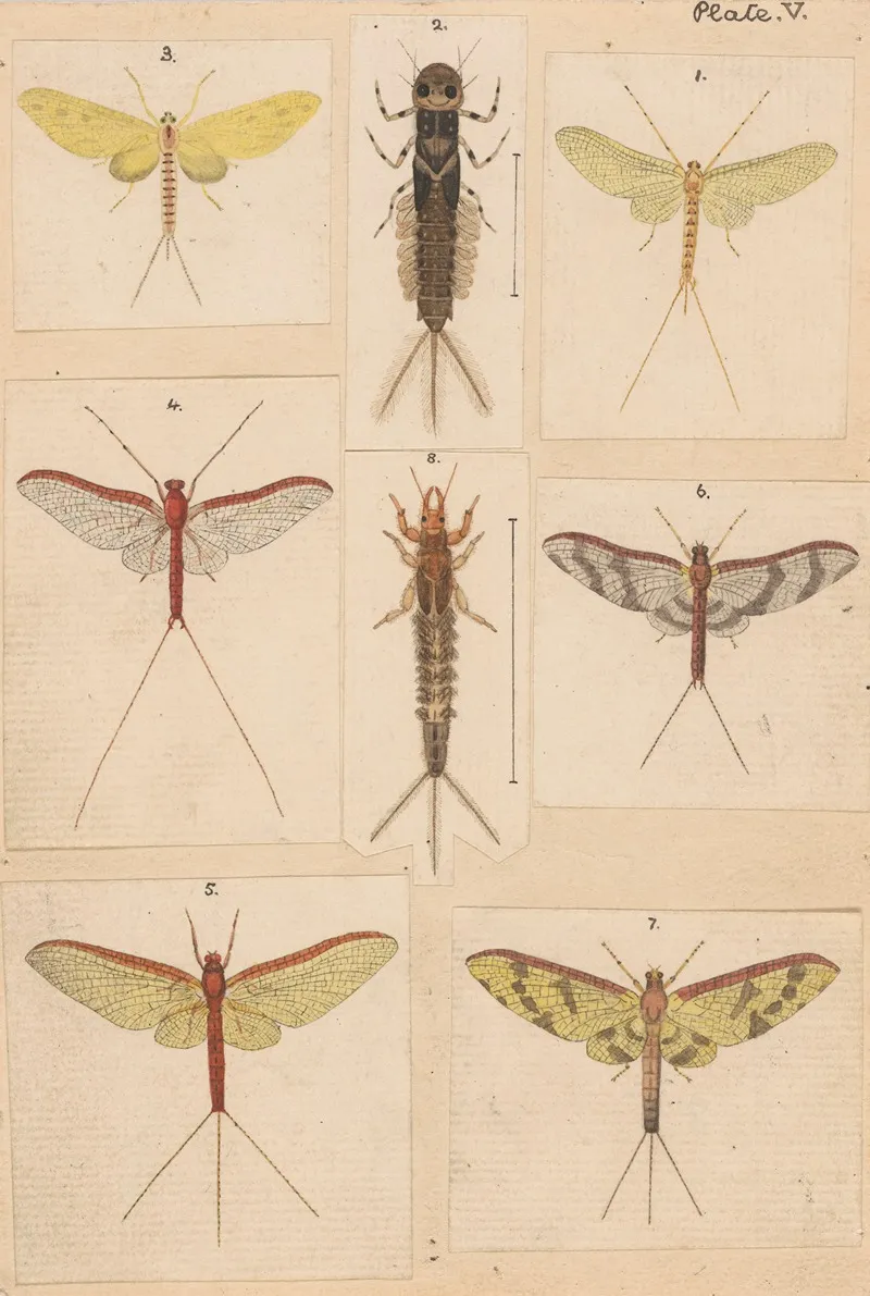 Original Hand Painted Plate For New Zealand Neuroptera Plate V Wall Art by George Hudson - High-Resolution Digital Print