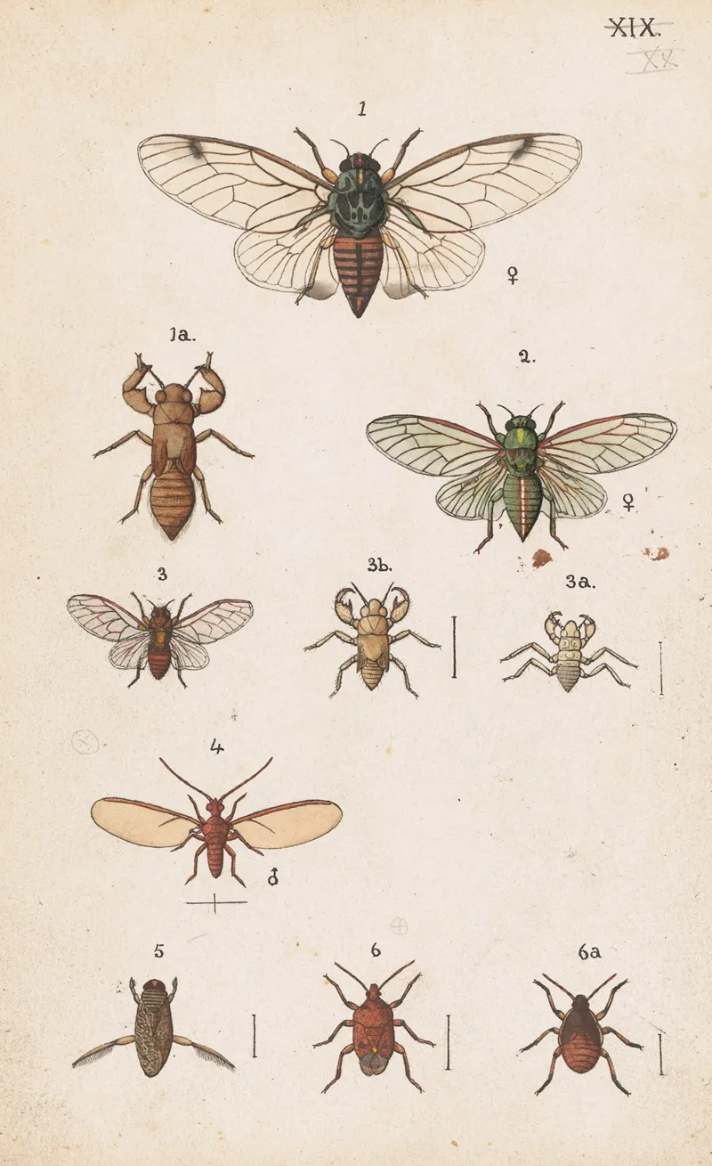 Original Hand Painted Plate For The Manual Of New Zealand Entomology Plate Xx Wall Art by George Hudson - High-Resolution Digital Print