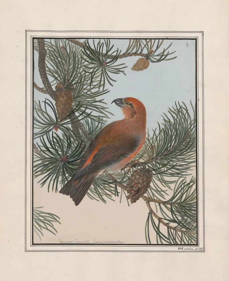 Original Water Colour Drawings Of Birds And Eggs Pl 01 Wall Art by John William Lewin - High-Resolution Digital Print