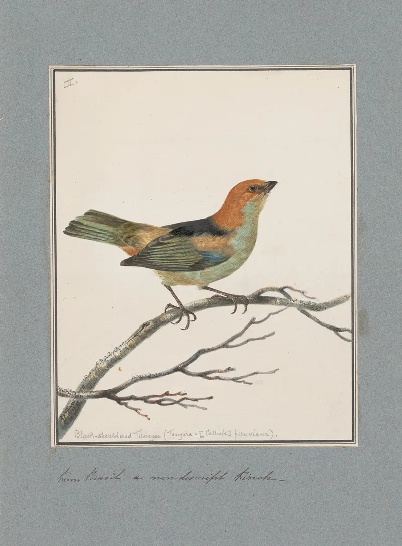 Original Water Colour Drawings Of Birds And Eggs Pl 02 Wall Art by John William Lewin - High-Resolution Digital Print