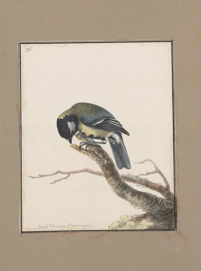 Original Water Colour Drawings Of Birds And Eggs Pl 03 Wall Art by John William Lewin - High-Resolution Digital Print