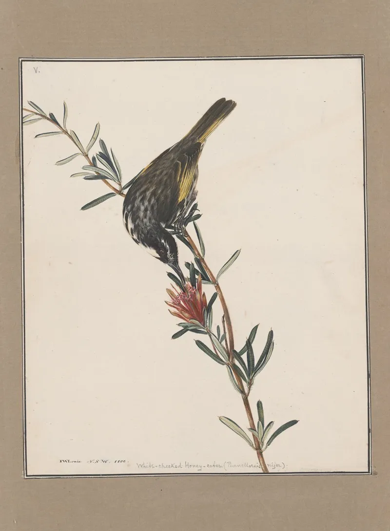 Original Water Colour Drawings Of Birds And Eggs Pl 05 Wall Art by John William Lewin - High-Resolution Digital Print