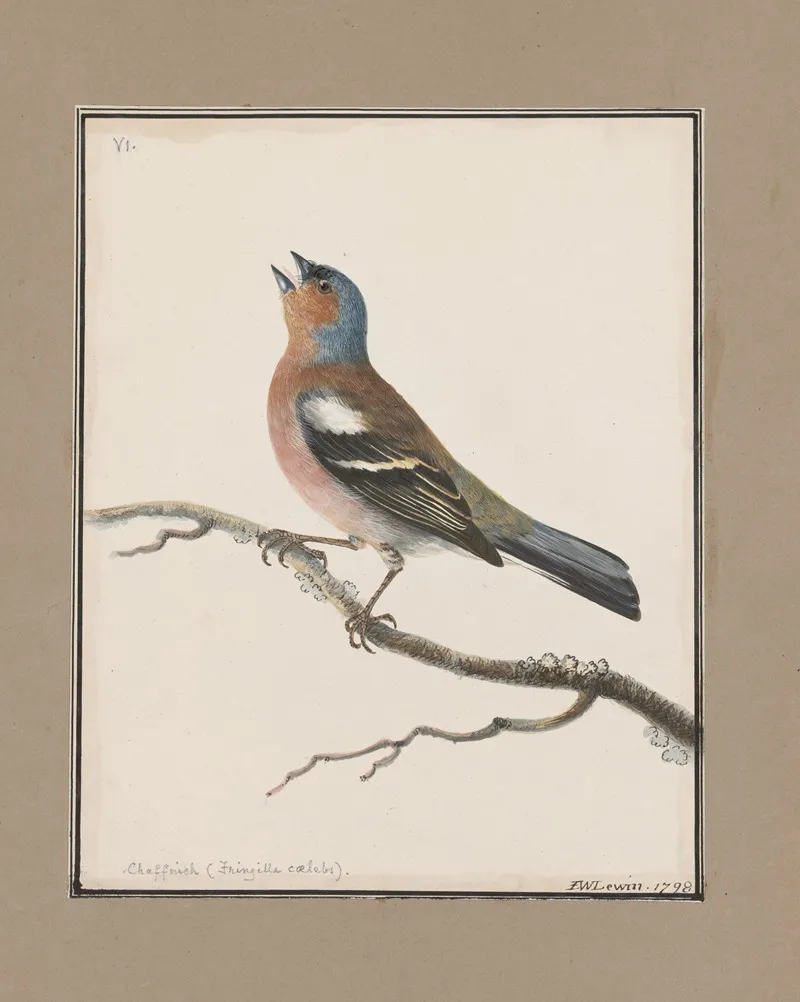 Original Water Colour Drawings Of Birds And Eggs Pl 06 Wall Art by John William Lewin - High-Resolution Digital Print