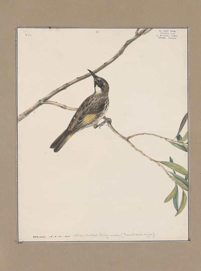 Original Water Colour Drawings Of Birds And Eggs Pl 07 Wall Art by John William Lewin - High-Resolution Digital Print