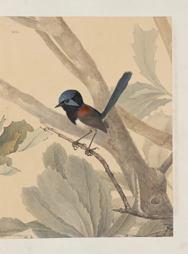 Original Water Colour Drawings Of Birds And Eggs Pl 08 Wall Art by John William Lewin - High-Resolution Digital Print