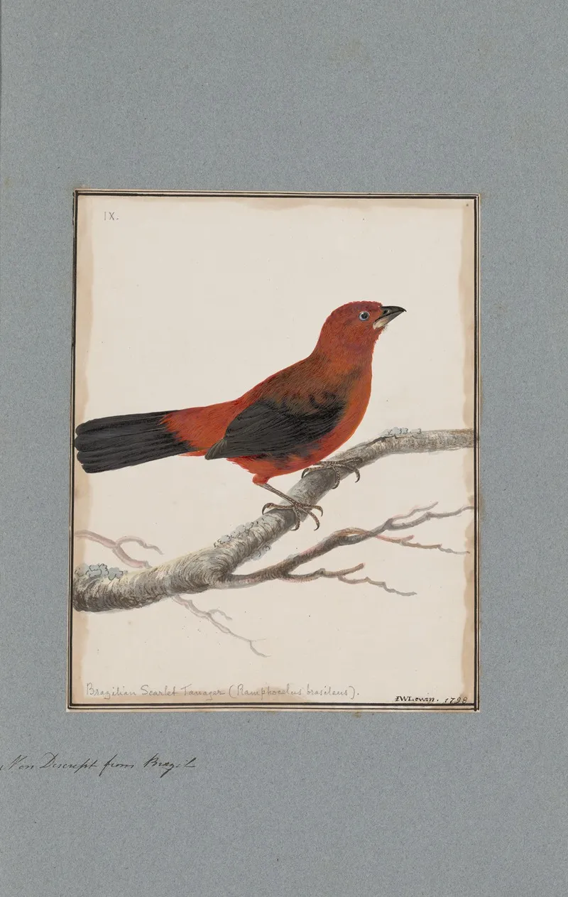 Original Water Colour Drawings Of Birds And Eggs Pl 09 Wall Art by John William Lewin - High-Resolution Digital Print