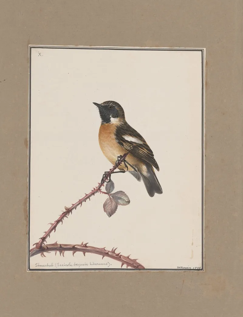 Original Water Colour Drawings Of Birds And Eggs Pl 10 Wall Art by John William Lewin - High-Resolution Digital Print