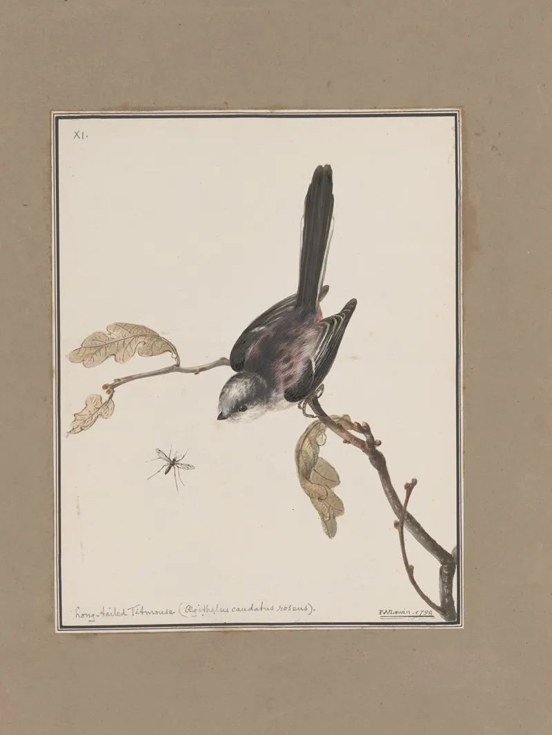 Original Water Colour Drawings Of Birds And Eggs Pl 11 Wall Art by John William Lewin - High-Resolution Digital Print