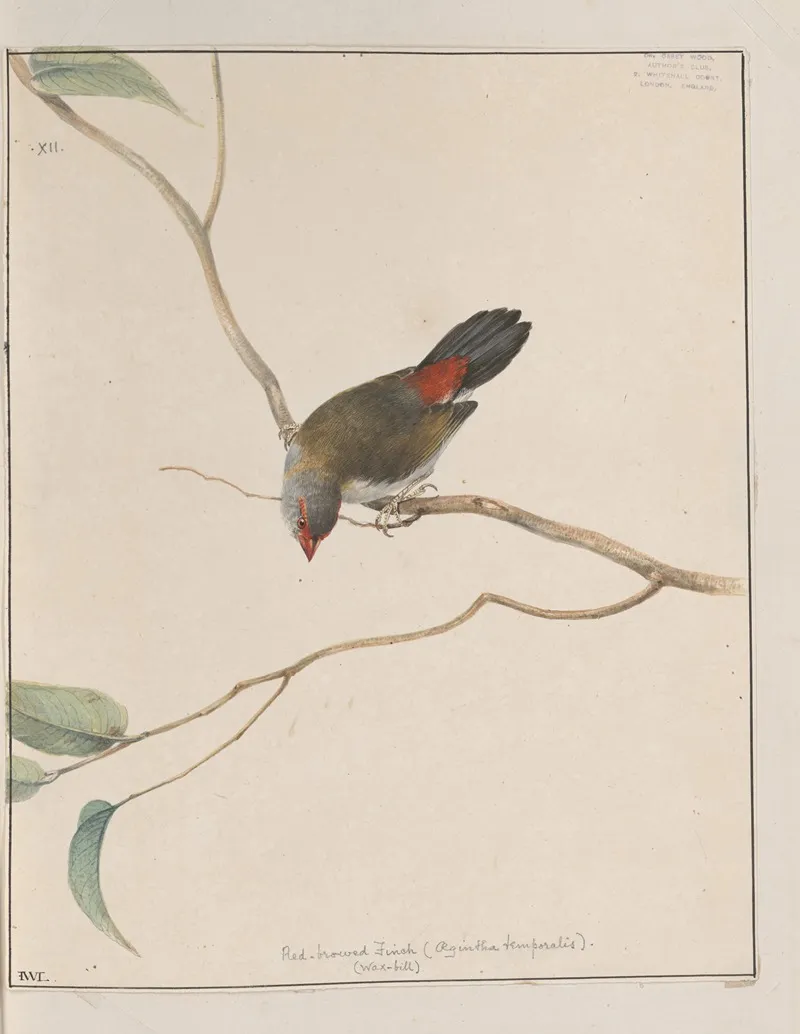 Original Water Colour Drawings Of Birds And Eggs Pl 12 Wall Art by John William Lewin - High-Resolution Digital Print