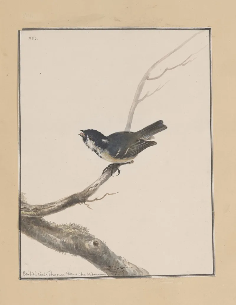 Original Water Colour Drawings Of Birds And Eggs Pl 13 Wall Art by John William Lewin - High-Resolution Digital Print
