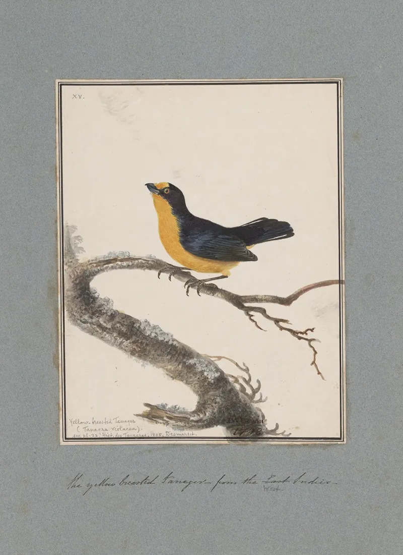 Original Water Colour Drawings Of Birds And Eggs Pl 15 Wall Art by John William Lewin - High-Resolution Digital Print