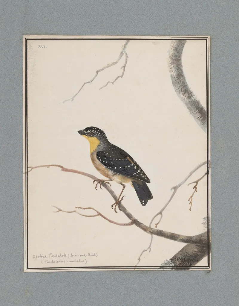 Original Water Colour Drawings Of Birds And Eggs Pl 16 Wall Art by John William Lewin - High-Resolution Digital Print