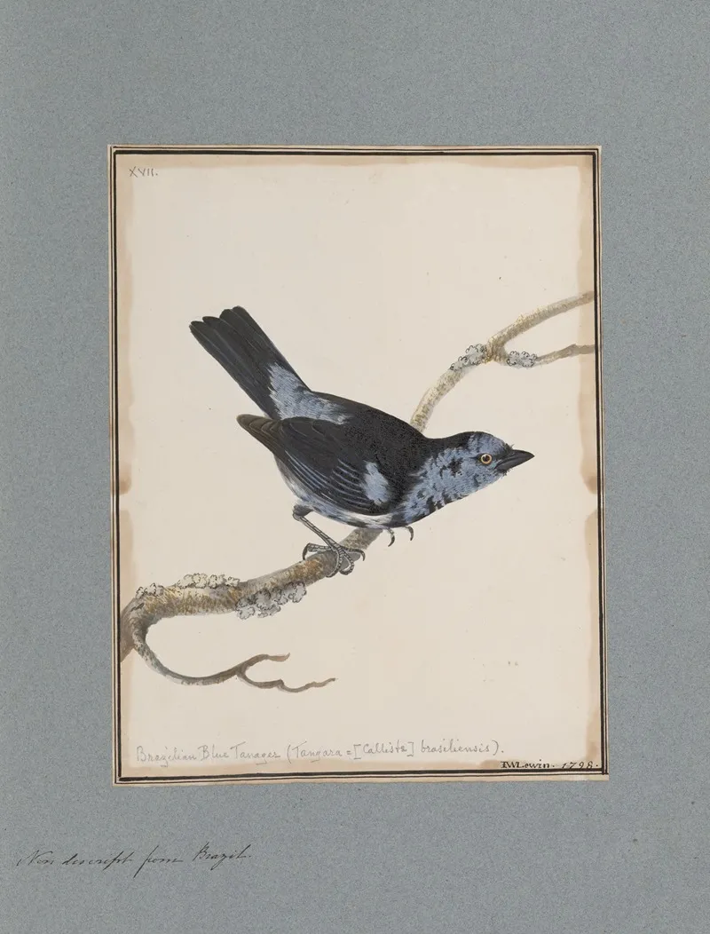 Original Water Colour Drawings Of Birds And Eggs Pl 17 Wall Art by John William Lewin - High-Resolution Digital Print