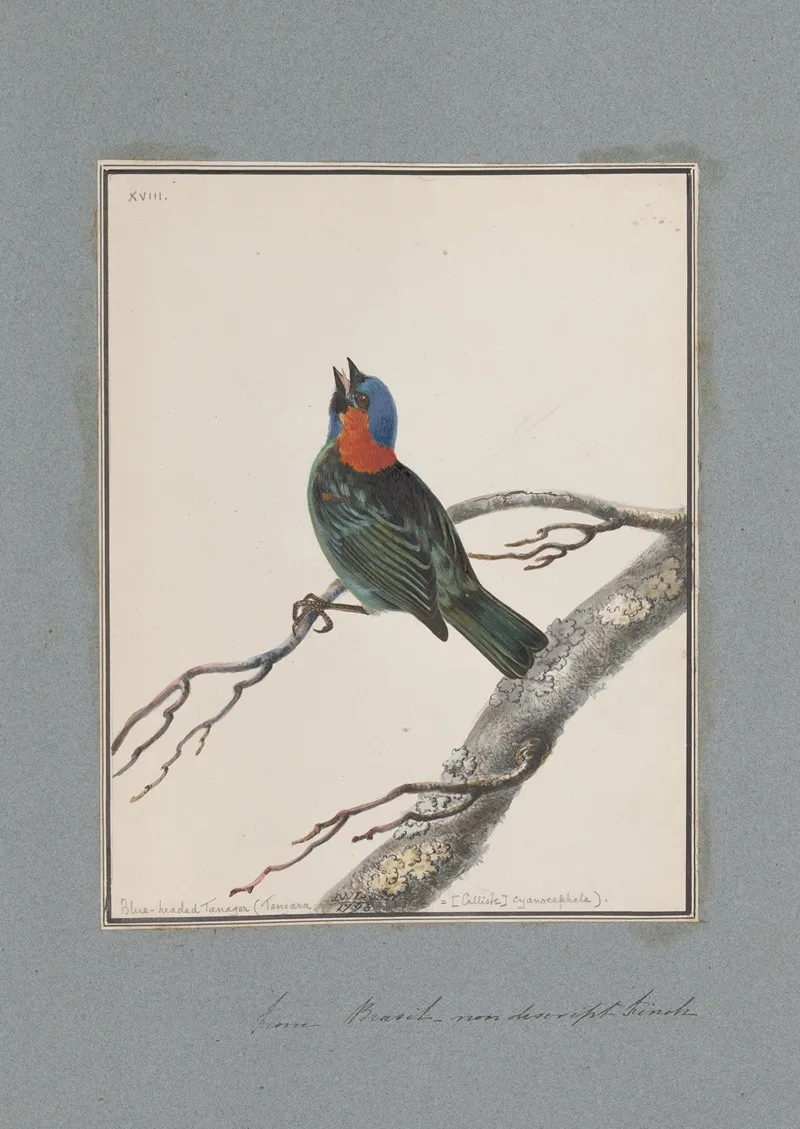 Original Water Colour Drawings Of Birds And Eggs Pl 18 Wall Art by John William Lewin - High-Resolution Digital Print