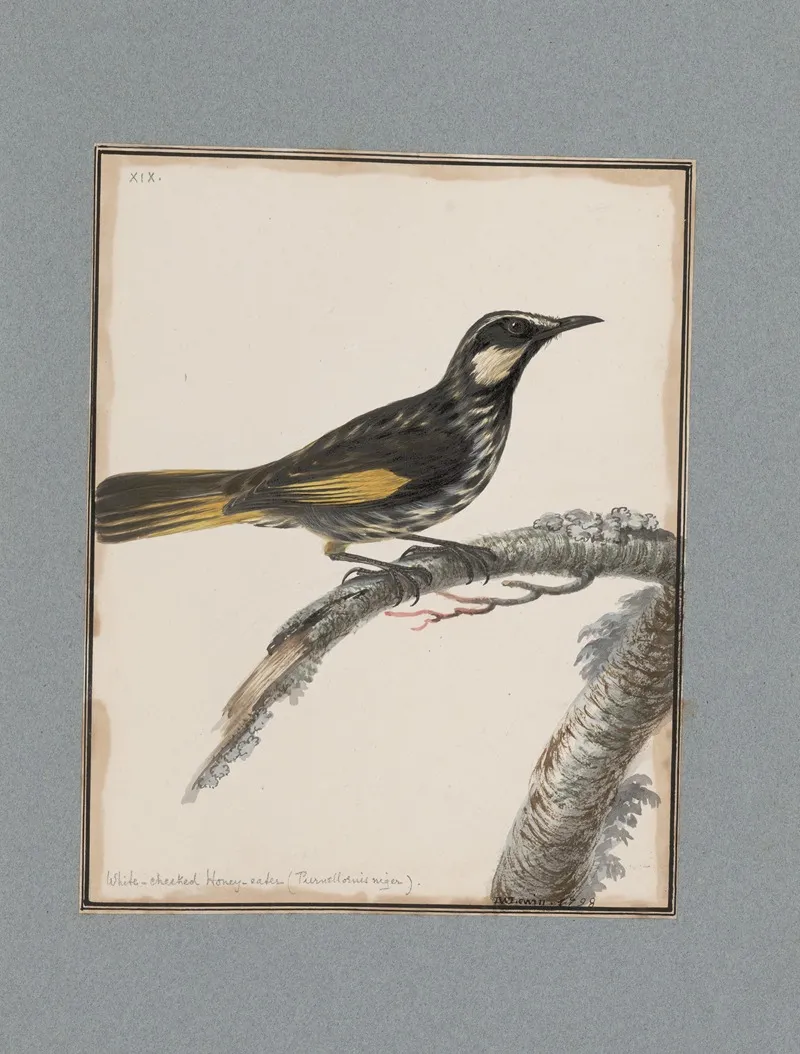Original Water Colour Drawings Of Birds And Eggs Pl 19 Wall Art by John William Lewin - High-Resolution Digital Print