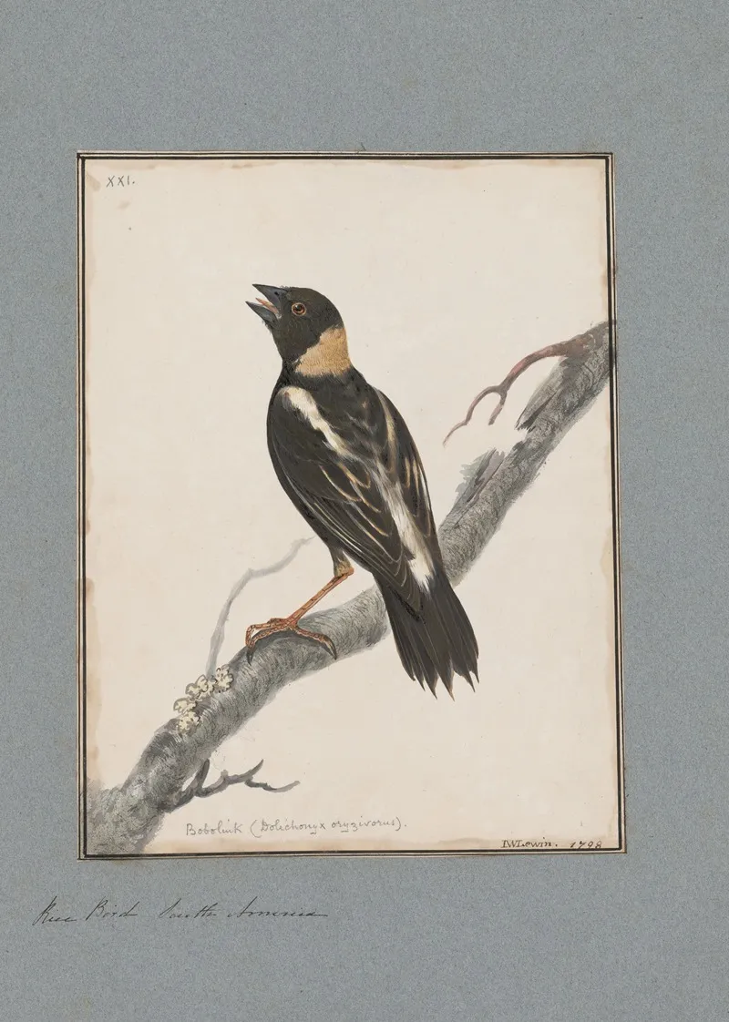 Original Water Colour Drawings Of Birds And Eggs Pl 21 Wall Art by John William Lewin - High-Resolution Digital Print