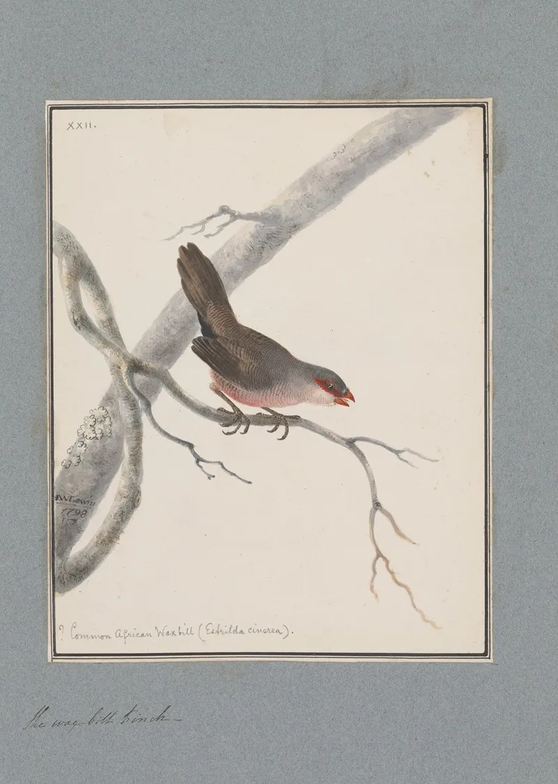 Original Water Colour Drawings Of Birds And Eggs Pl 22 Wall Art by John William Lewin - High-Resolution Digital Print