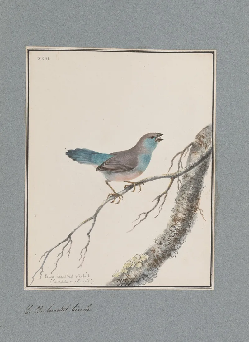 Original Water Colour Drawings Of Birds And Eggs Pl 23 Wall Art by John William Lewin - High-Resolution Digital Print