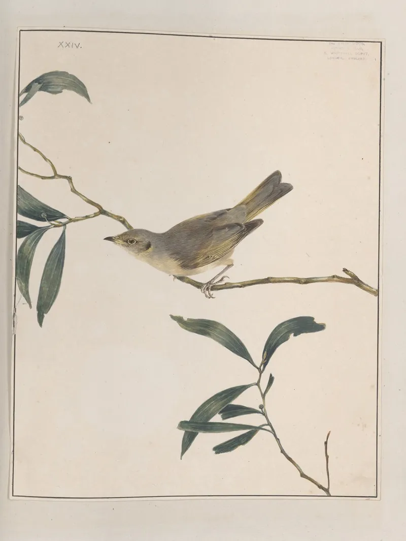 Original Water Colour Drawings Of Birds And Eggs Pl 24 Wall Art by John William Lewin - High-Resolution Digital Print