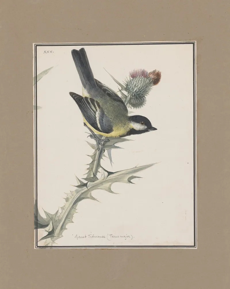 Original Water Colour Drawings Of Birds And Eggs Pl 25 Wall Art by John William Lewin - High-Resolution Digital Print