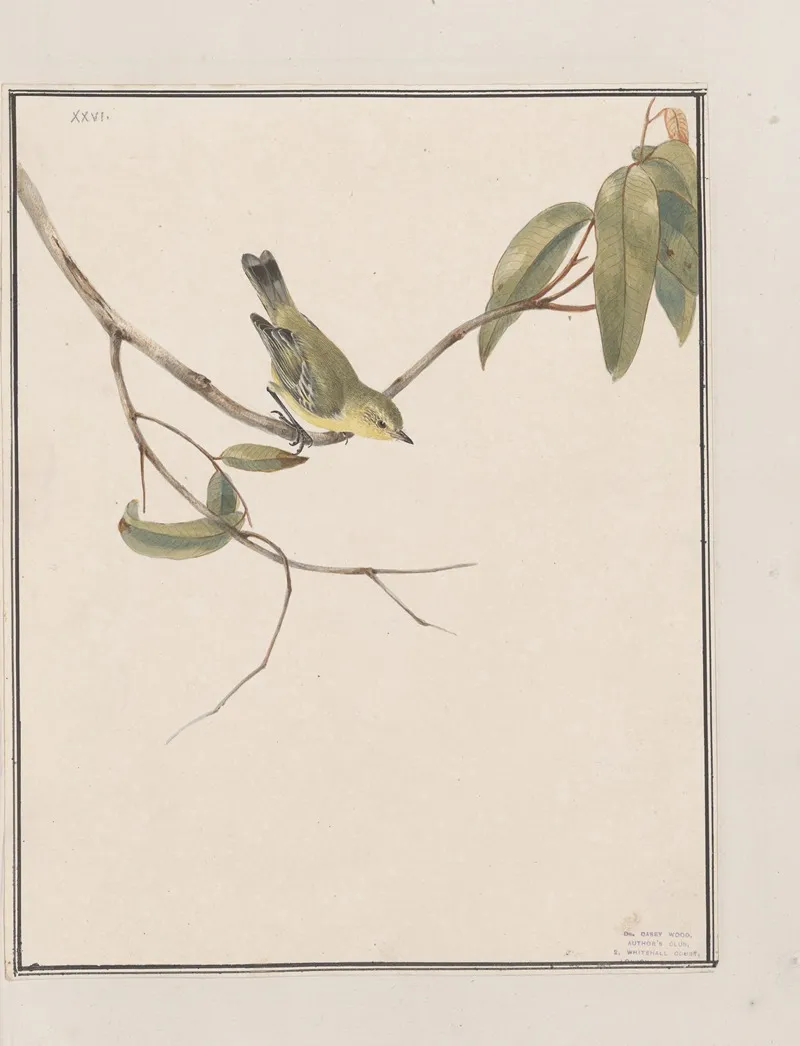 Original Water Colour Drawings Of Birds And Eggs Pl 26 Wall Art by John William Lewin - High-Resolution Digital Print
