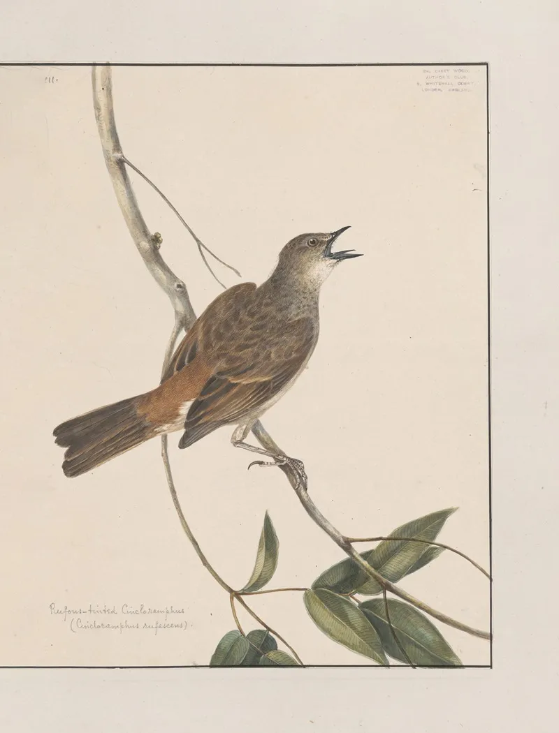 Original Water Colour Drawings Of Birds And Eggs Pl 27 Wall Art by John William Lewin - High-Resolution Digital Print