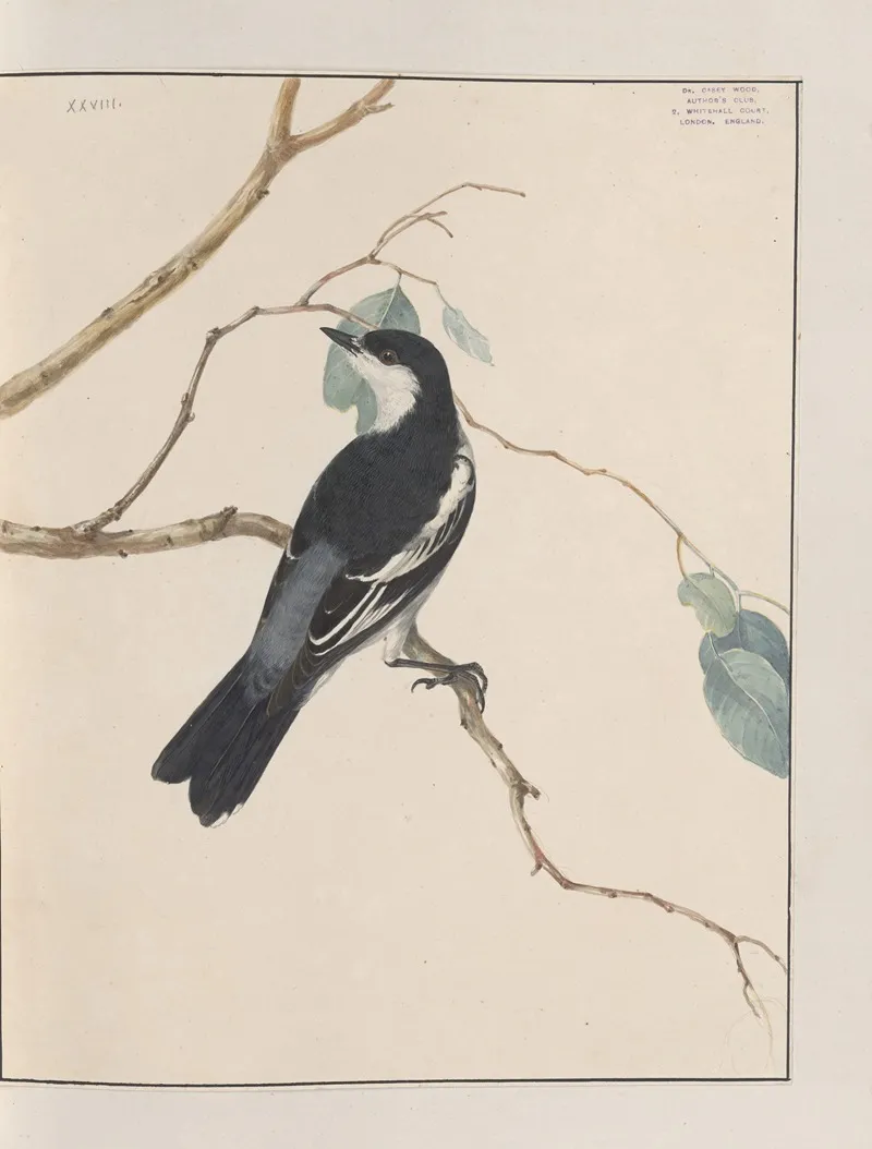 Original Water Colour Drawings Of Birds And Eggs Pl 28 Wall Art by John William Lewin - High-Resolution Digital Print