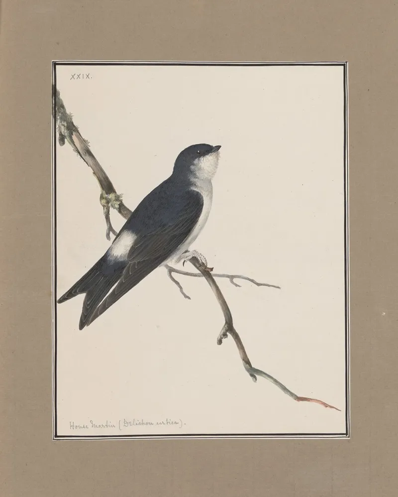 Original Water Colour Drawings Of Birds And Eggs Pl 29 Wall Art by John William Lewin - High-Resolution Digital Print