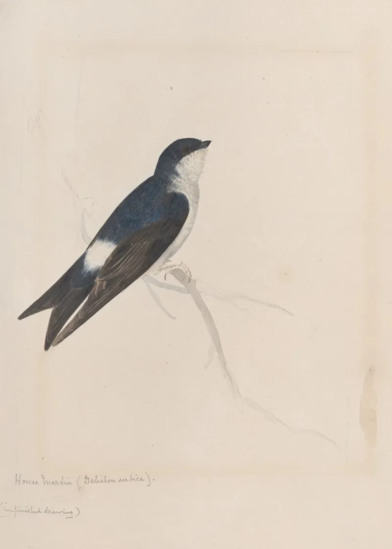 Original Water Colour Drawings Of Birds And Eggs Pl 34 Wall Art by John William Lewin - High-Resolution Digital Print