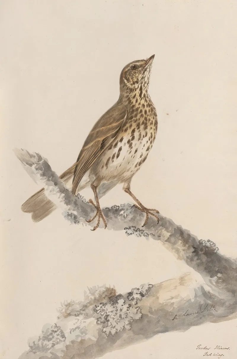 Original Water Colour Drawings Of Birds And Eggs Pl 36 Wall Art by John William Lewin - High-Resolution Digital Print