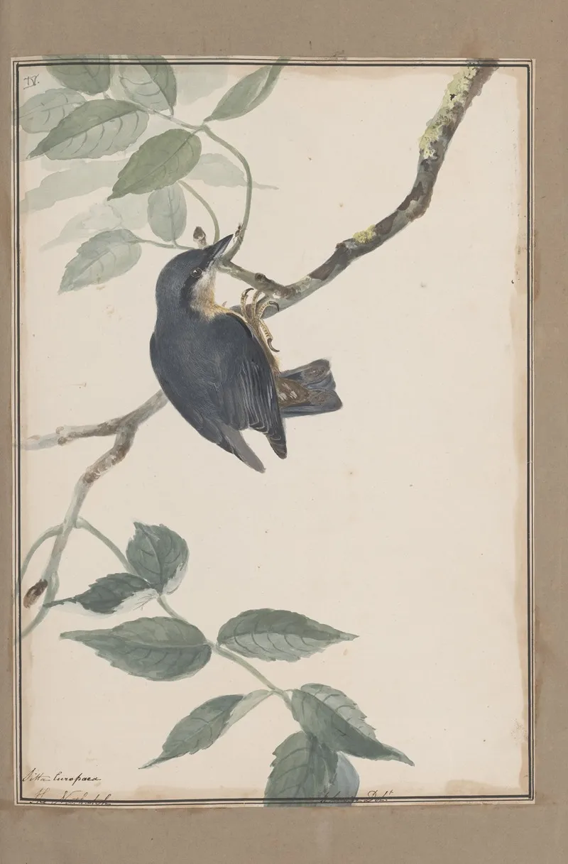Original Water Colour Drawings Of Birds And Eggs Pl 38 Wall Art by John William Lewin - High-Resolution Digital Print