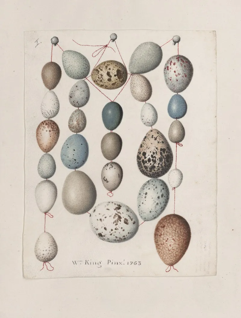 Original Water Colour Drawings Of Birds And Eggs Pl 39 Wall Art by John William Lewin - High-Resolution Digital Print