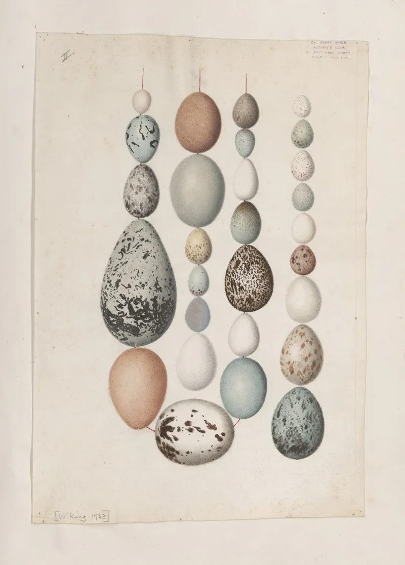 Original Water Colour Drawings Of Birds And Eggs Pl 40 Wall Art by John William Lewin - High-Resolution Digital Print