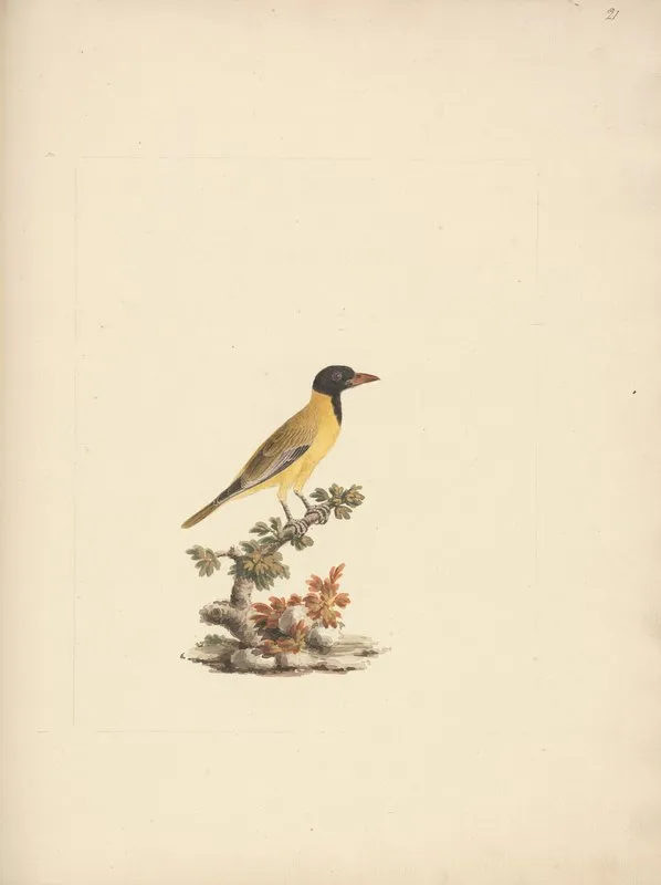 Oriolus Monacha Black Headed Abyssinian Oriole 2