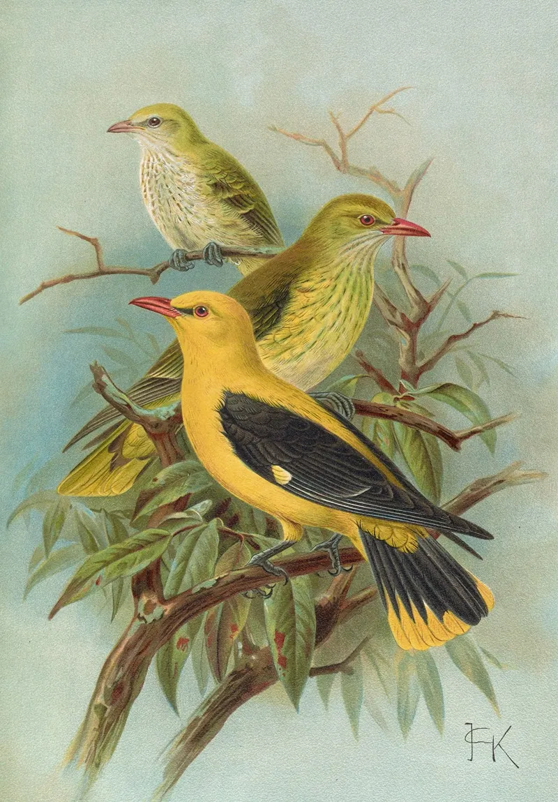 Oriolus Oriolus Wall Art by Johann Friedrich Naumann - High-Resolution Digital Print