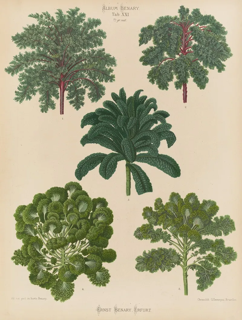 Ornamental Borecoles Or Kales Wall Art by Ernst Benary - High-Resolution Digital Print