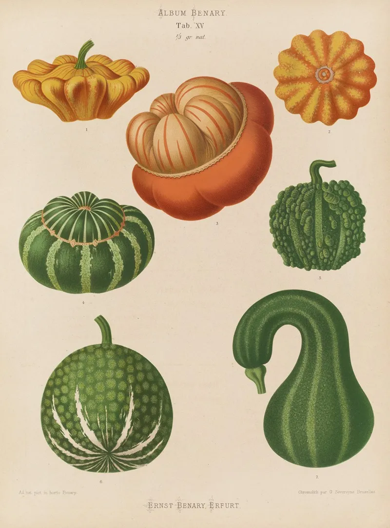 Ornamental Gourds Wall Art by Ernst Benary - High-Resolution Digital Print