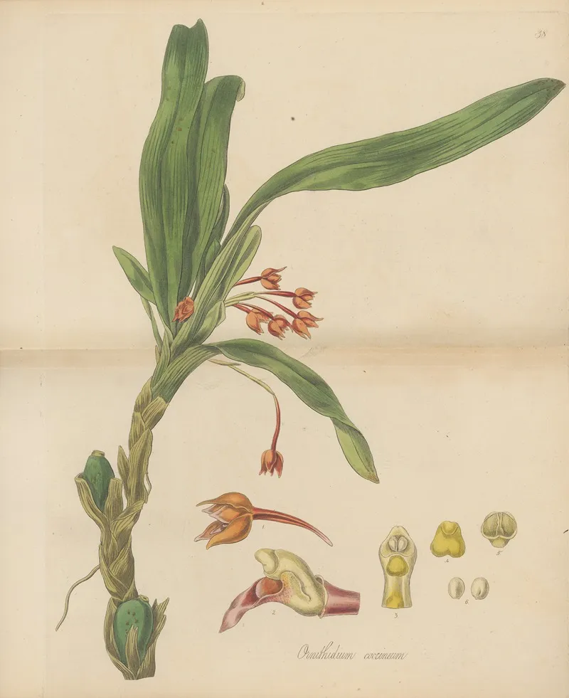 Ornithidium Coccineum Wall Art by William Jackson Hooker - High-Resolution Digital Print