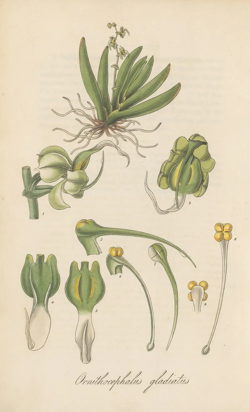 Ornithocephalus Gladiatus Wall Art by William Jackson Hooker - High-Resolution Digital Print