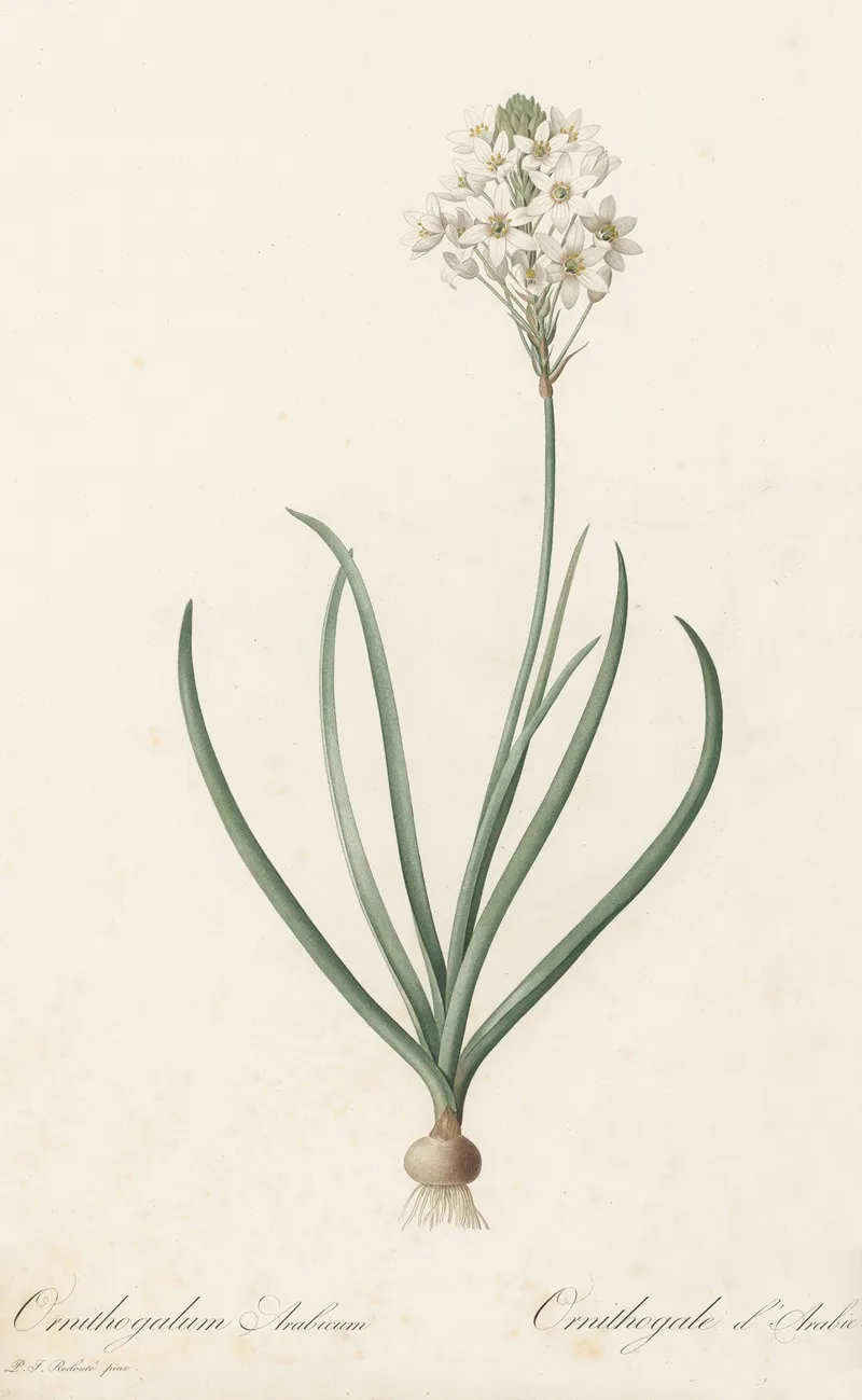 Ornithogalum Arabicum Wall Art by Pierre Joseph Redouté - High-Resolution Digital Print