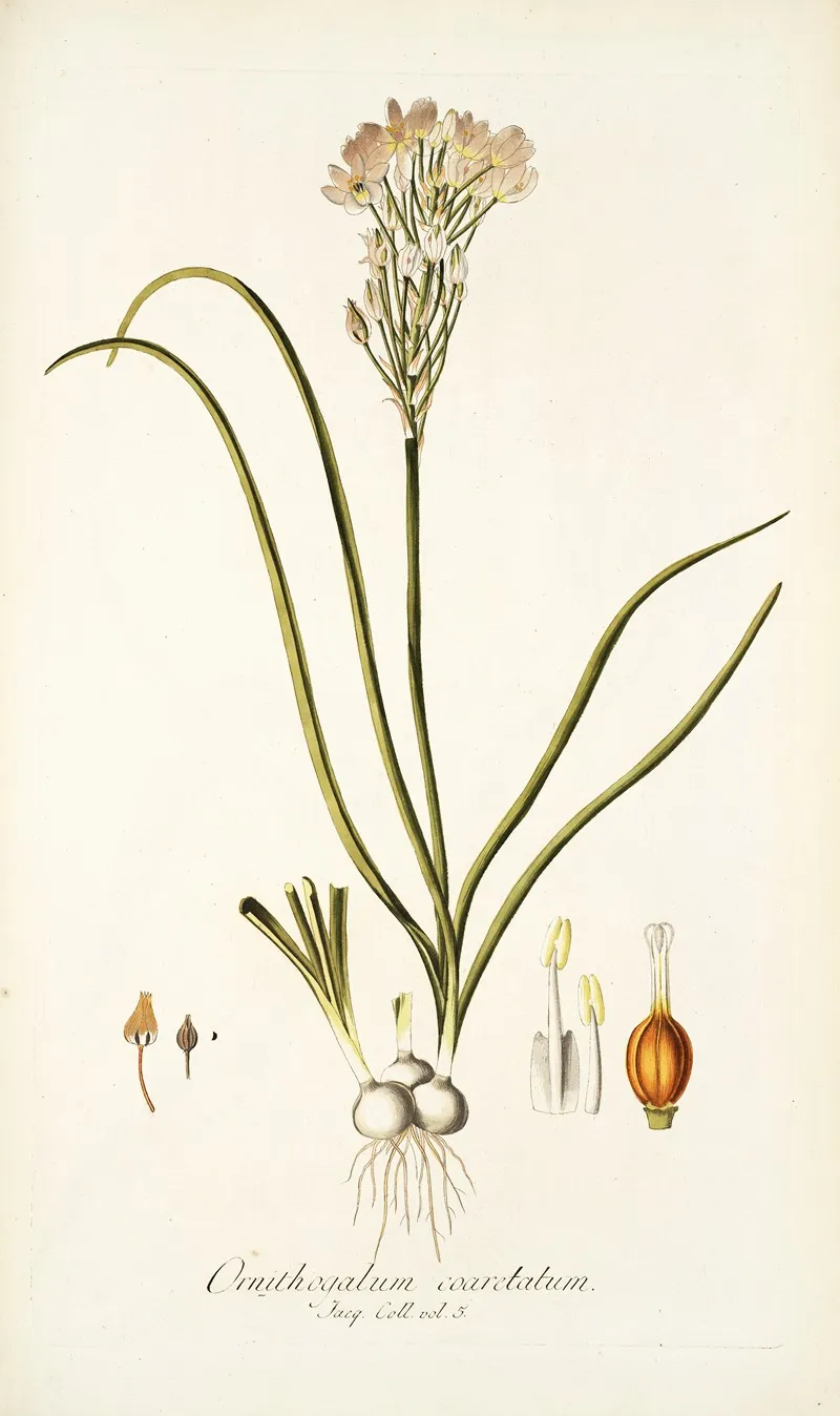 Ornithogalum Coarctatum Wall Art by Nikolaus Joseph Freiherr von Jacquin - High-Resolution Digital Print