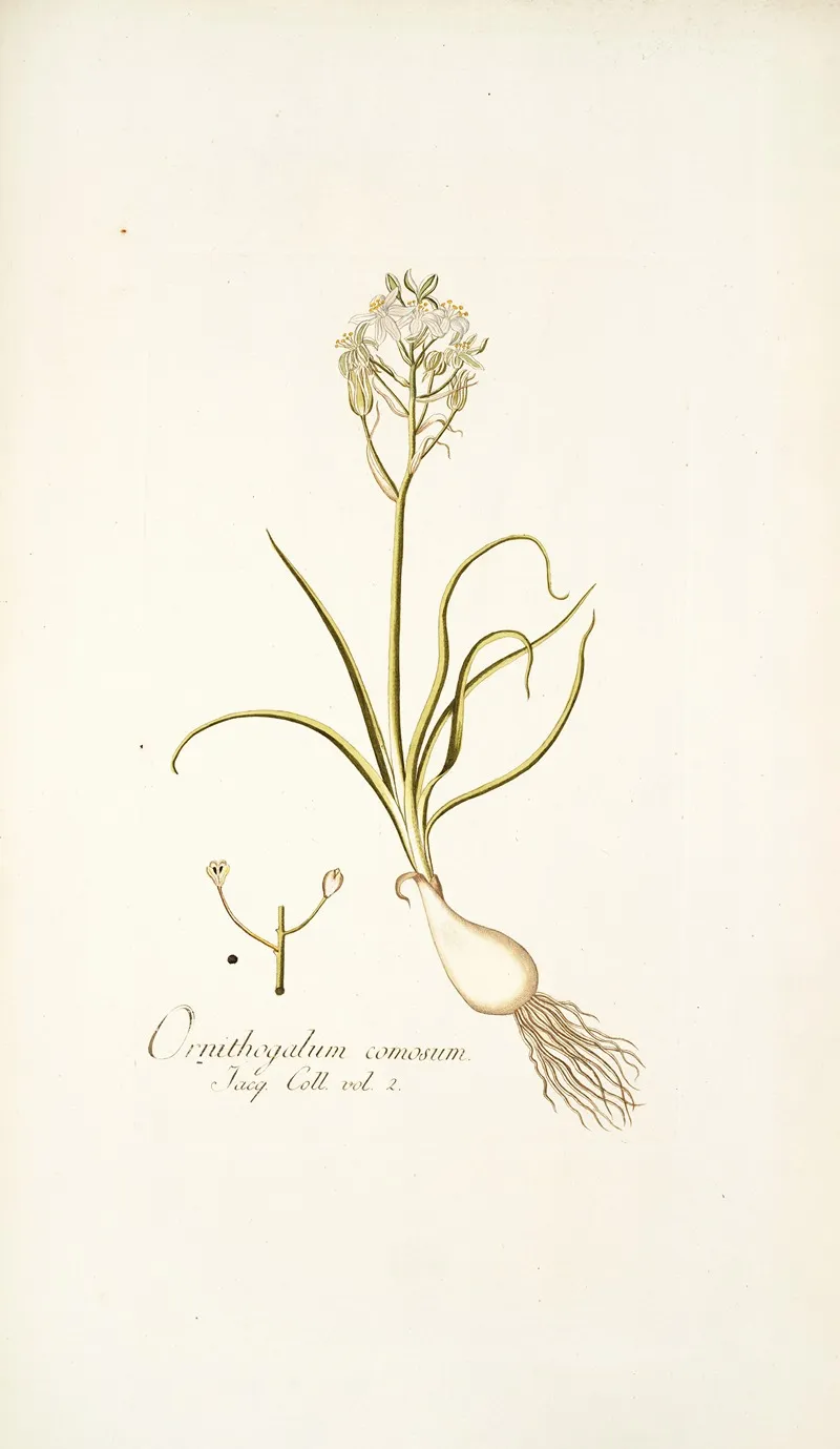 Ornithogalum Comosum Wall Art by Nikolaus Joseph Freiherr von Jacquin - High-Resolution Digital Print