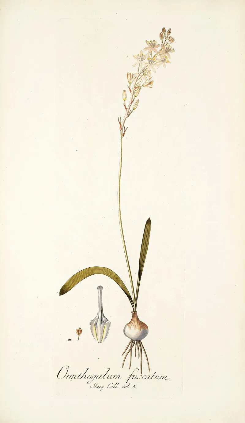 Ornithogalum Fuscatum Wall Art by Nikolaus Joseph Freiherr von Jacquin - High-Resolution Digital Print